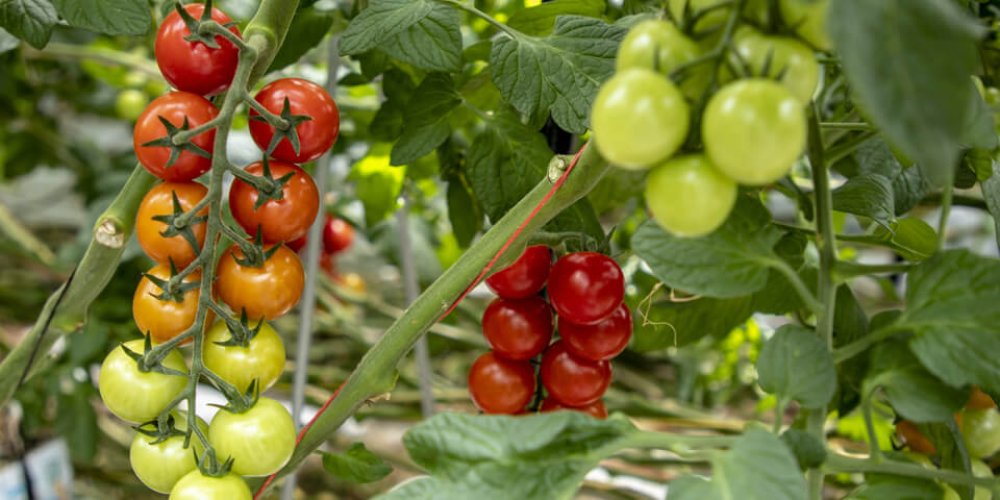 Na návšteve v paradajkom skleníku Farmy Babindol