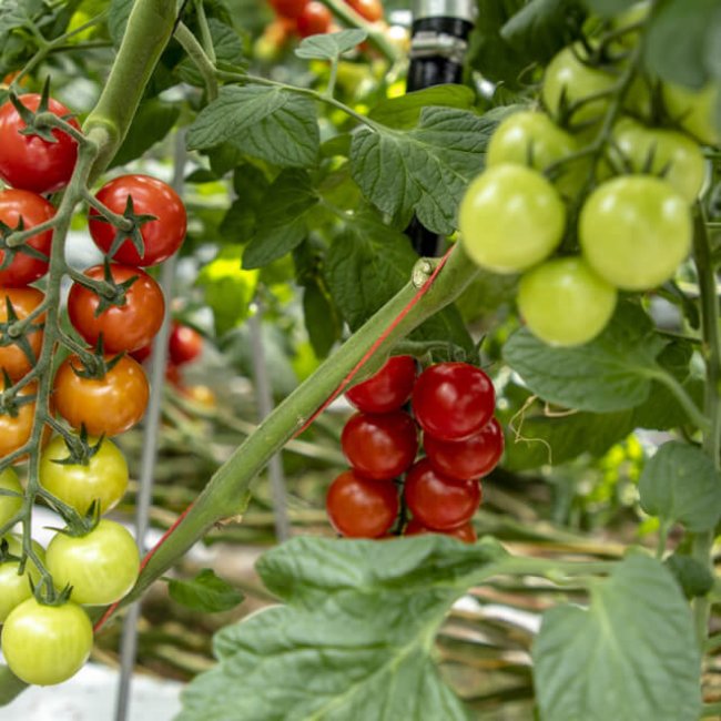 Na návšteve v paradajkom skleníku Farmy Babindol