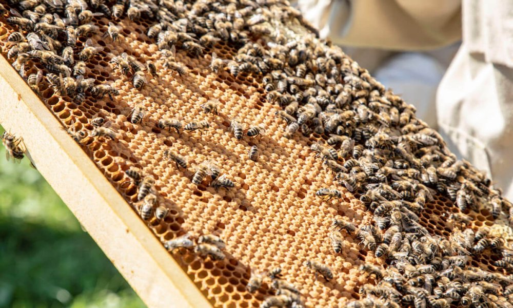 Medové laboratórium