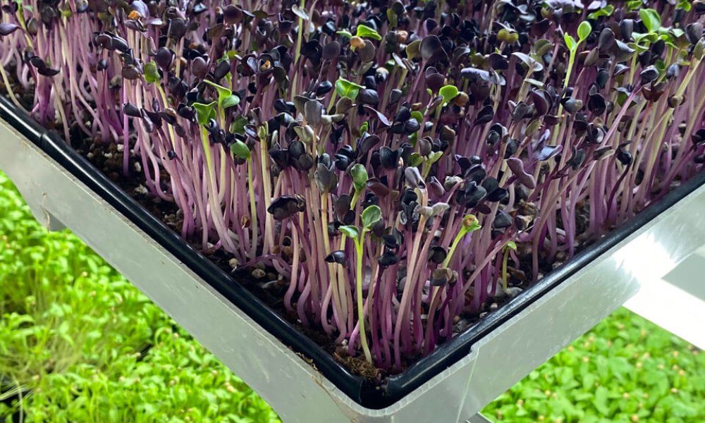 Na návšteve v Microgreens