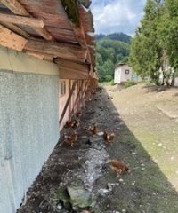 Farma v Sedliackej Dubovej