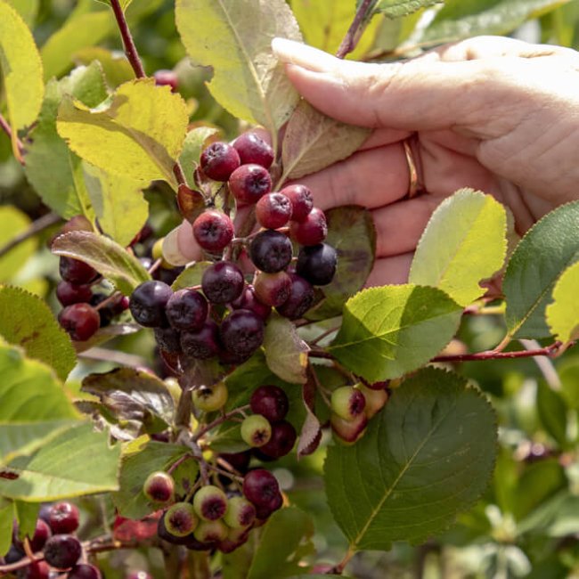 Na návšteve v Arónia TEKOV