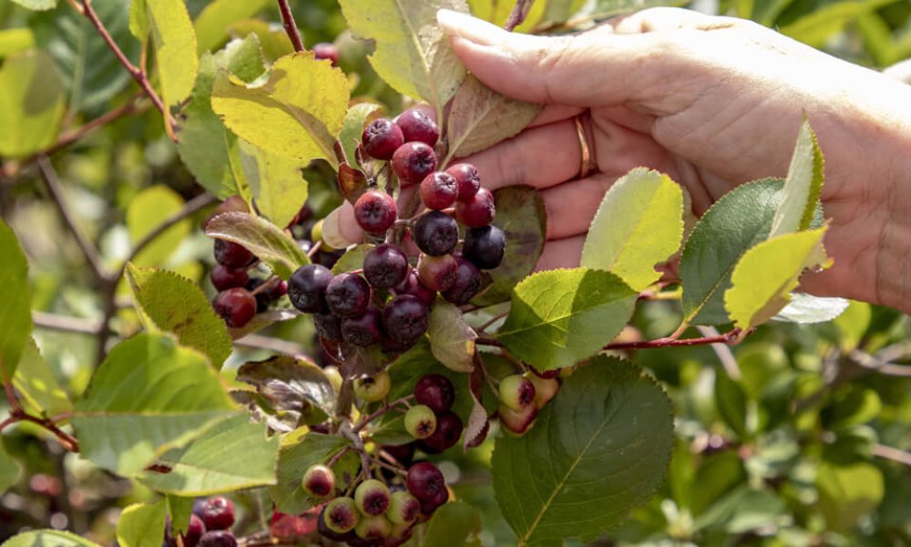 Na návšteve v Arónia TEKOV