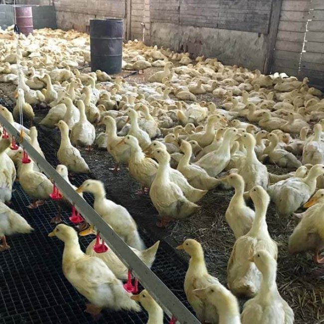 Hydinová farma Lúčny dvor