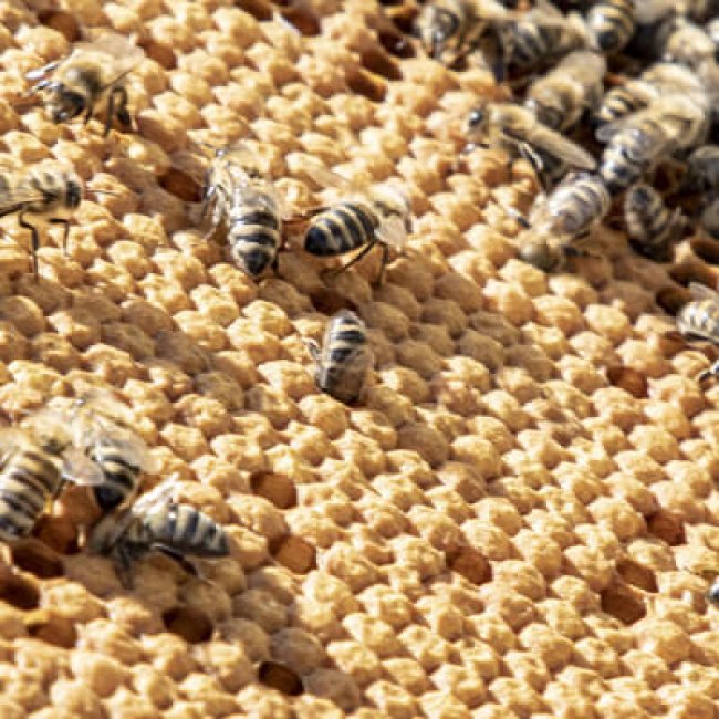 Na návšteve vo Včelej alchýmii