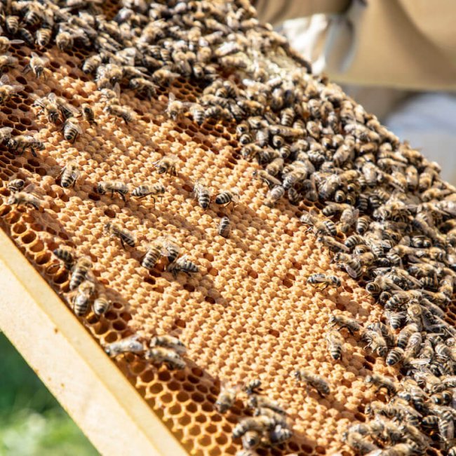 Medové laboratórium