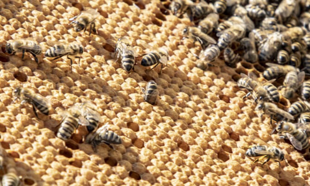 Na návšteve vo Včelej alchýmii