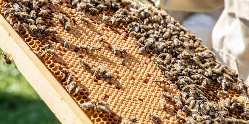 Medové laboratórium