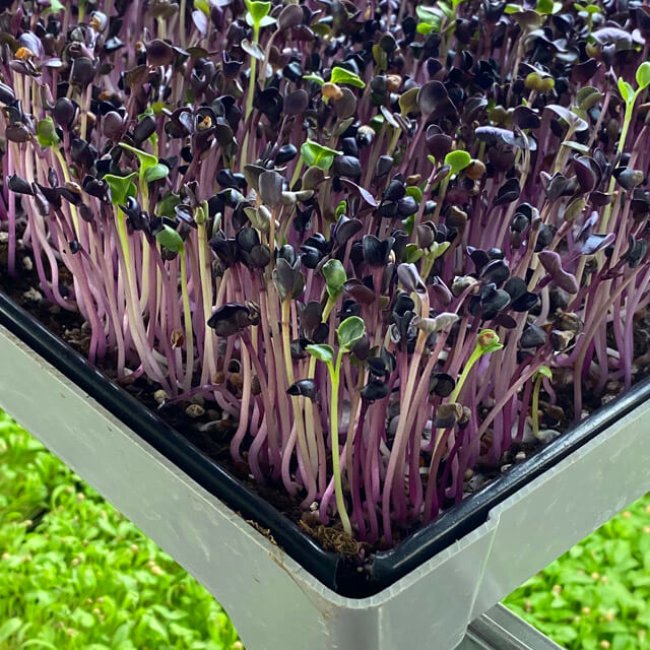 Na návšteve v Microgreens