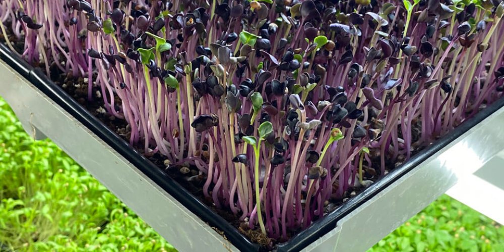 Na návšteve v Microgreens