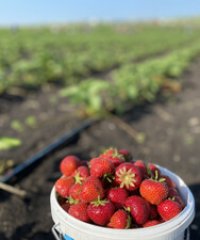 Samozber jahôd a hrášku Socovce