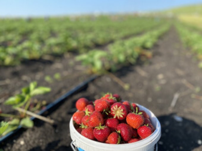 Samozber jahôd a hrášku Socovce