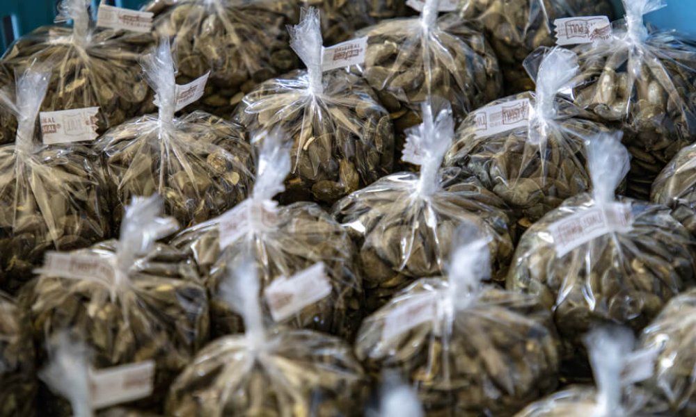 Jesenný zber úrody v Tekvičke