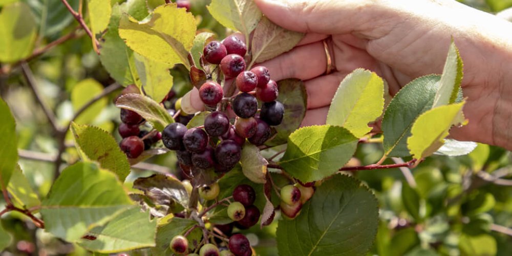 Na návšteve v Arónia TEKOV