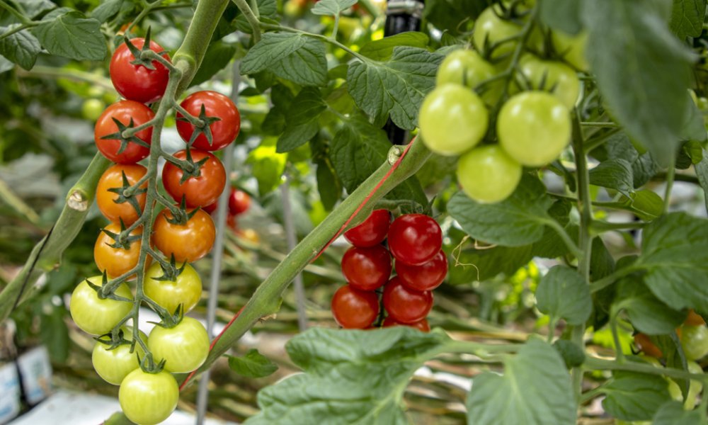 Ovocie a zelenina sú menej výživné ako v minulosti