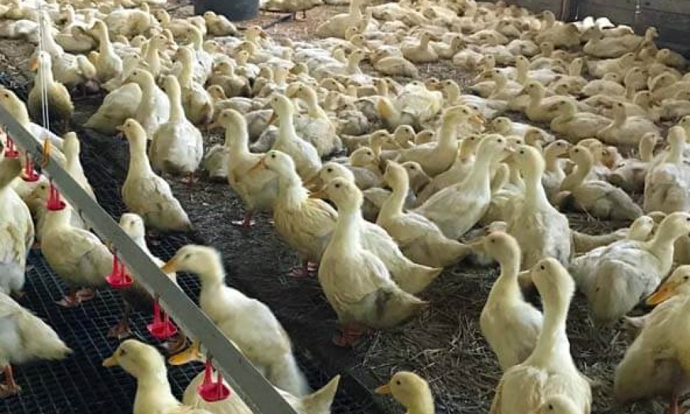 Hydinová farma Lúčny dvor