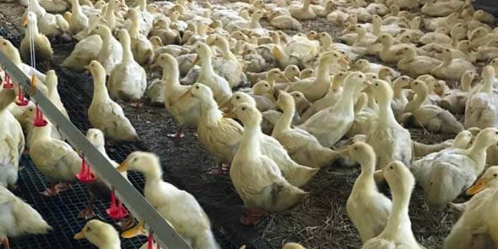Hydinová farma Lúčny dvor